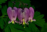 Dicentra formosa - Bleeding Hearts 14-4593